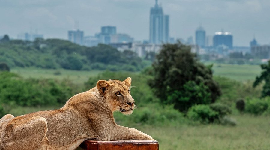 Half-Day Safari in Nairobi National Park – Wild Africa at the City’s Edge