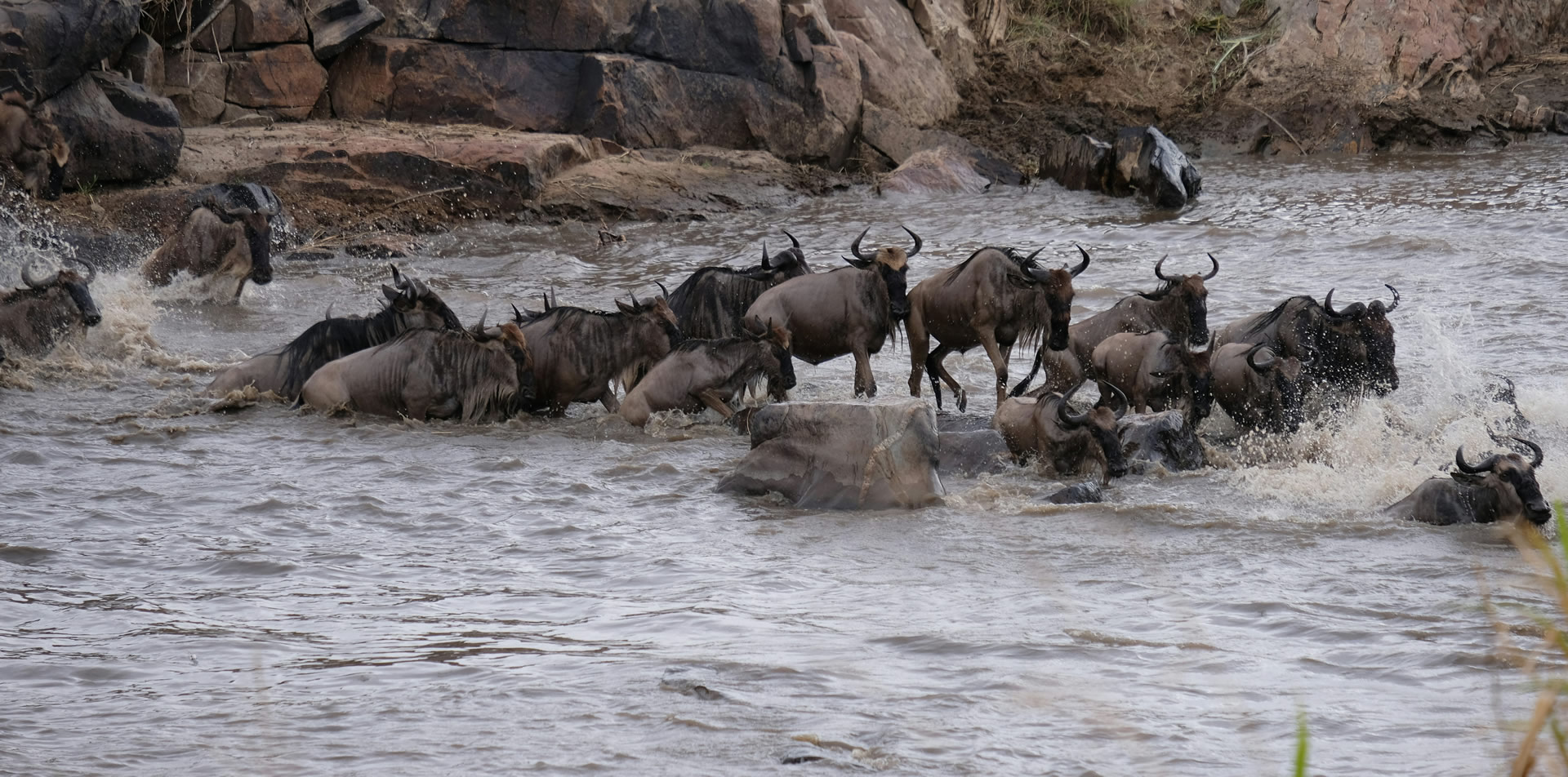 Wild Kenya Expedition: 8 Days from Samburu to the Maasai Mara